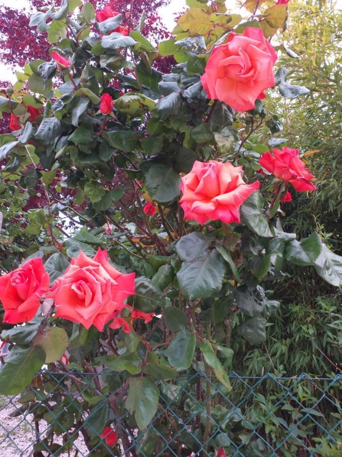 Bed & Breakfast La Rosa Rossa Cagli Luaran gambar